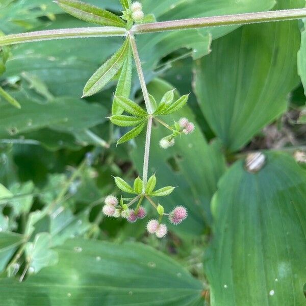 Galium aparine Owoc