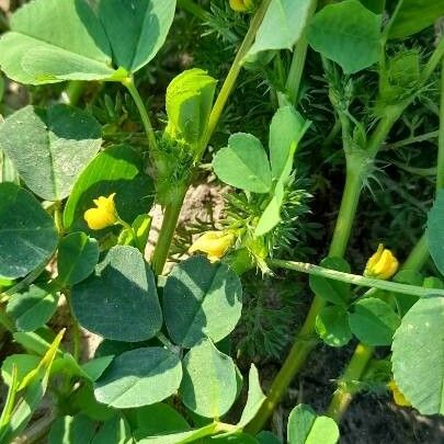 Medicago polymorpha عادت