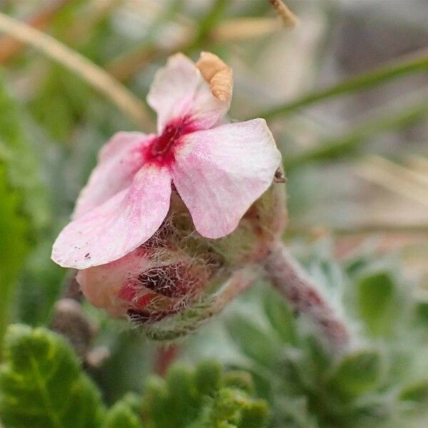 Androsace villosa Blomst