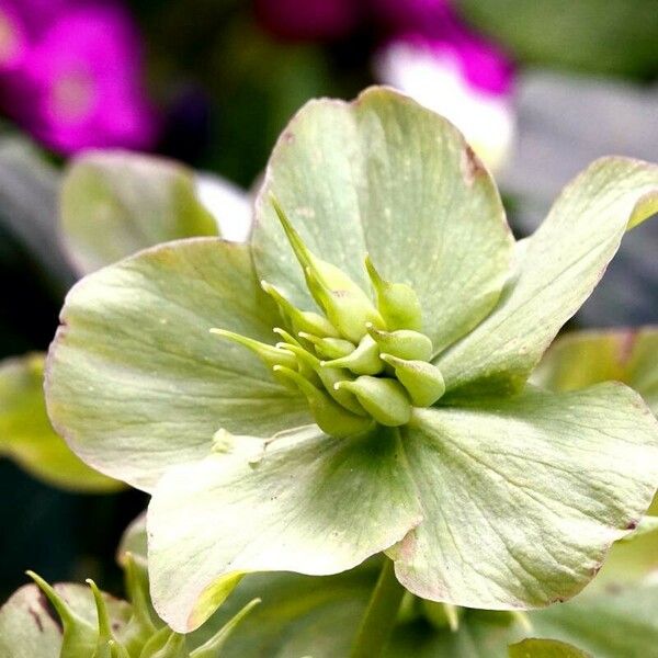 Helleborus viridis Flower