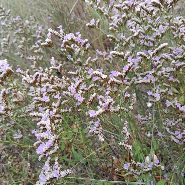 Limonium vulgare Habit