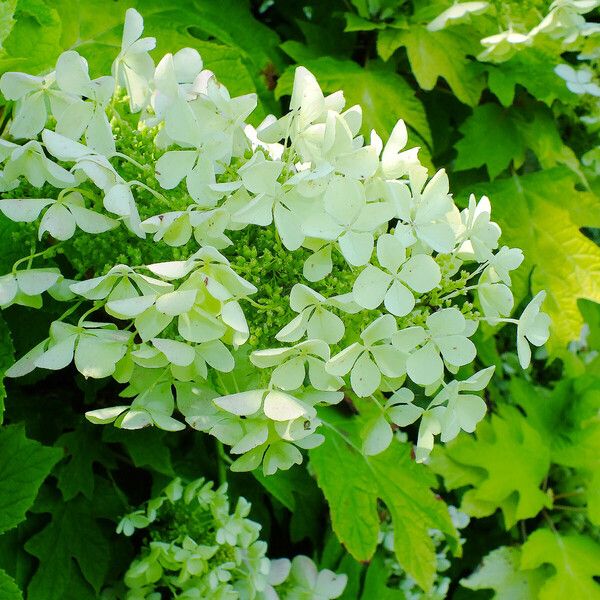 Hydrangea quercifolia Květ