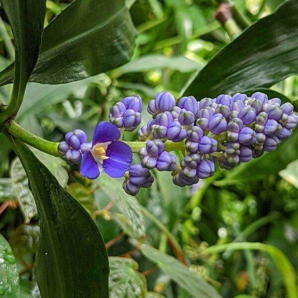 Dichorisandra thyrsiflora Flower