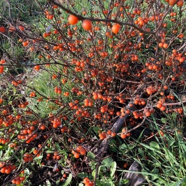 Solanum villosum Elinympäristö