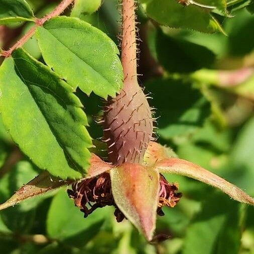 Rosa moyesii Frukto