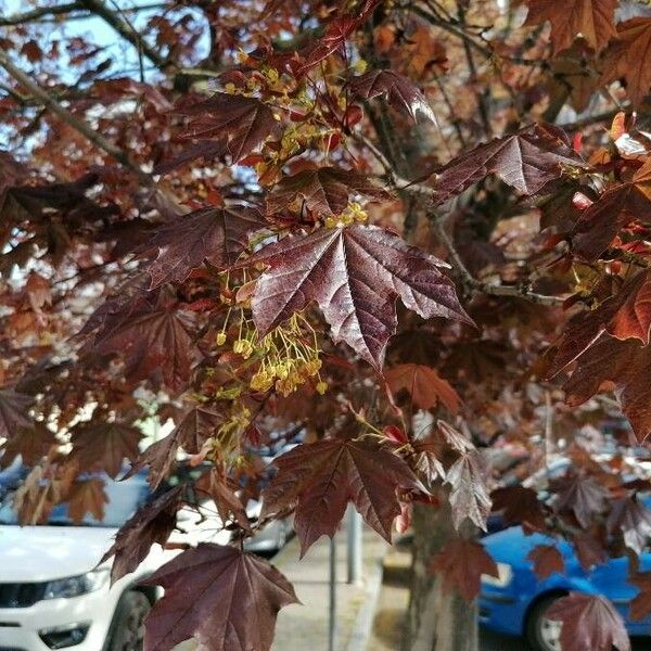 Acer rubrum Leht