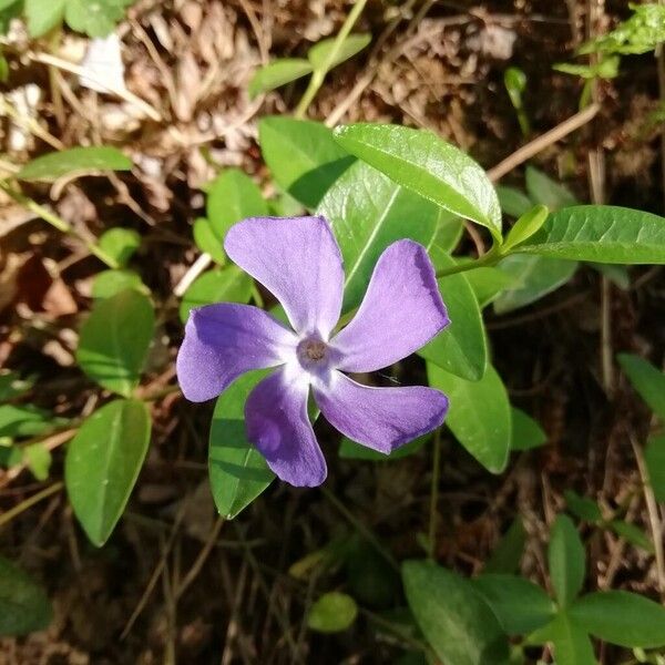 Vinca minor Kvet