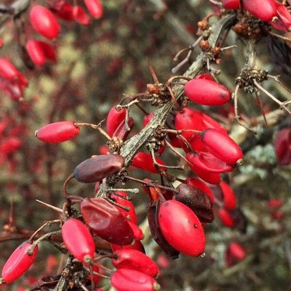 Berberis thunbergii 果