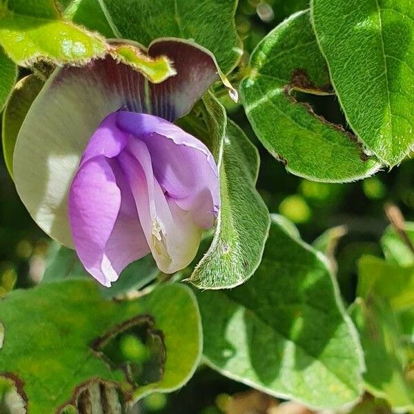 Vigna vexillata Flor