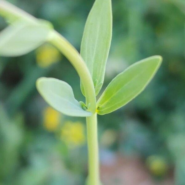 Linaria micrantha Blad