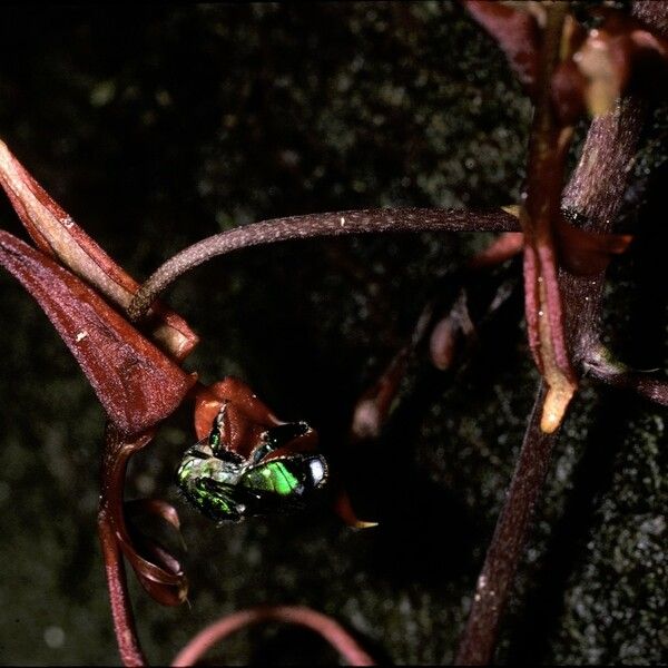 Gongora atropurpurea Кветка