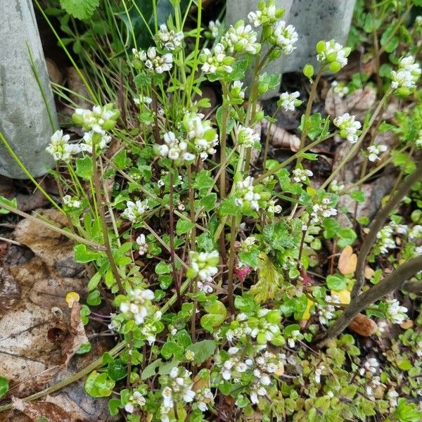 Cochlearia danica Habitat