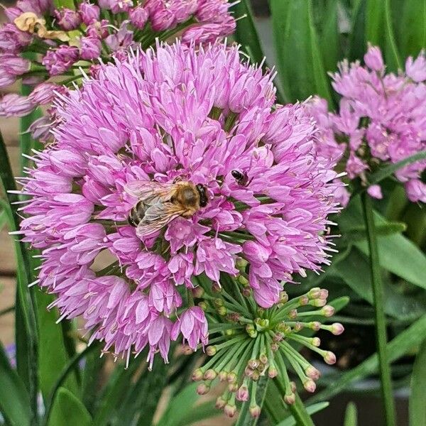 Allium angulosum Flors