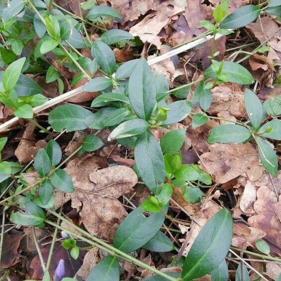 Vinca minor পাতা