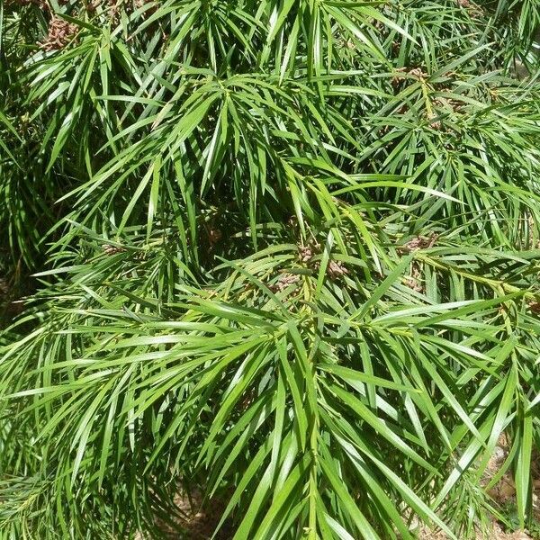 Podocarpus salignus 叶