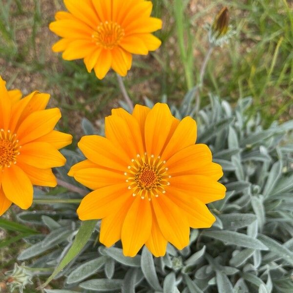 Gazania rigens Flower