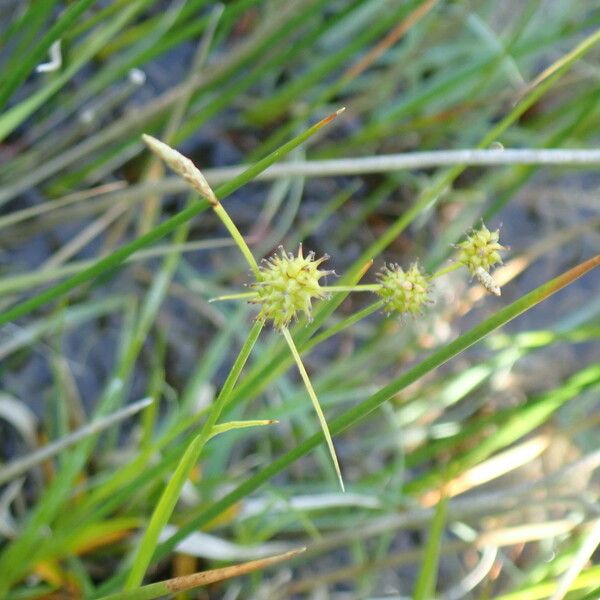 Carex oederi Кветка