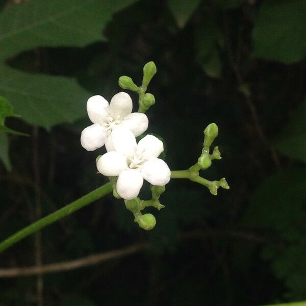 Cnidoscolus aconitifolius 花