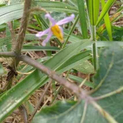 Solanum viarum Flower