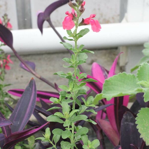 Salvia × jamensis Flors