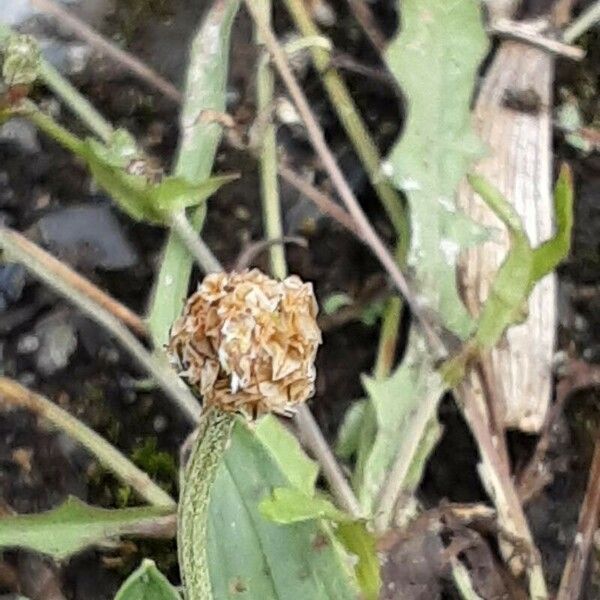 Plantago argentea Fruit