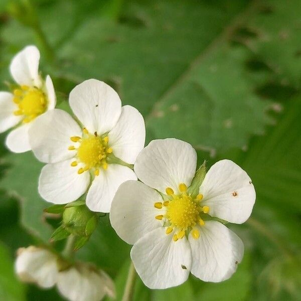 Fragaria vesca Kwiat