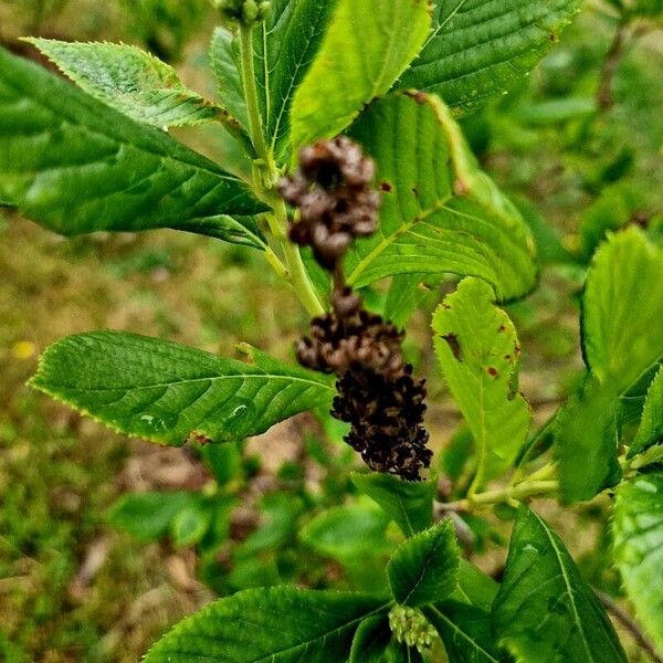 Clethra alnifolia Fruit