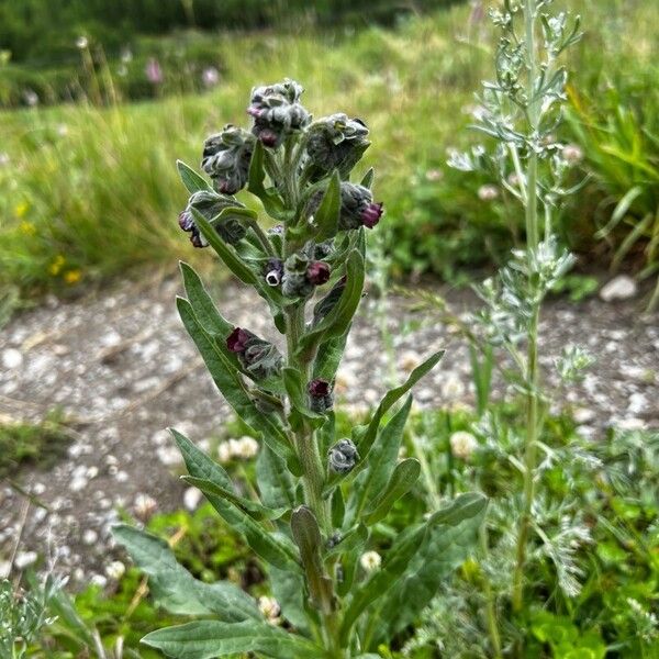 Cynoglossum officinale 花