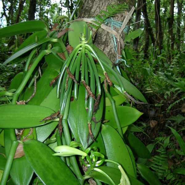 Vanilla planifolia Fruct