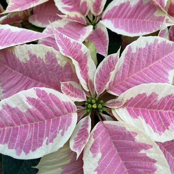 Euphorbia pulcherrima Leaf