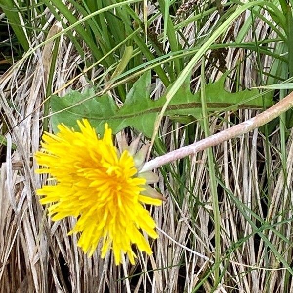 Taraxacum palustre Fleur