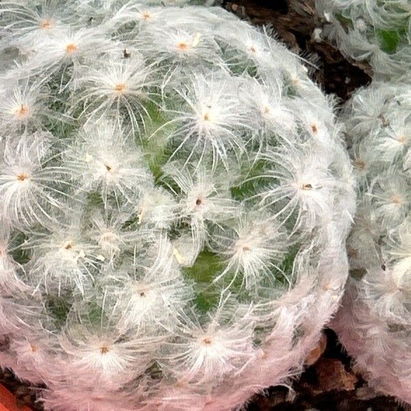 Mammillaria plumosa Прочее