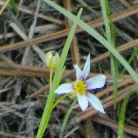 Sisyrinchium micranthum Blodyn