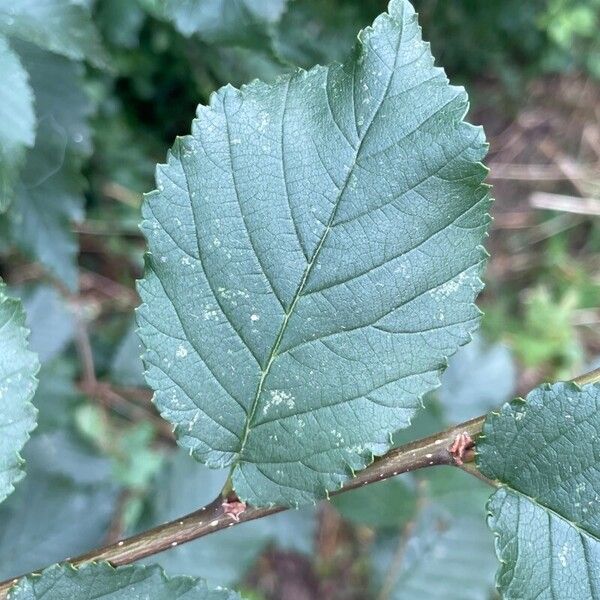 Ulmus minor Blad