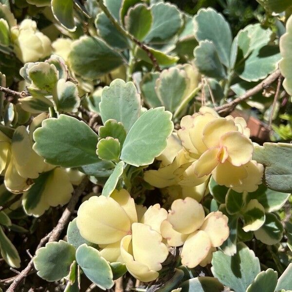 Kalanchoe fedtschenkoi Frunză