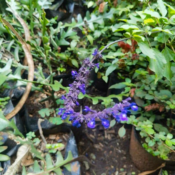 Salvia farinacea Flower