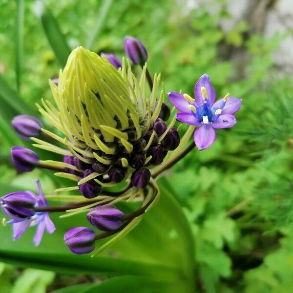 Scilla peruviana Цвят