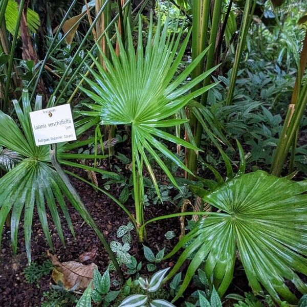 Latania verschaffeltii Habit