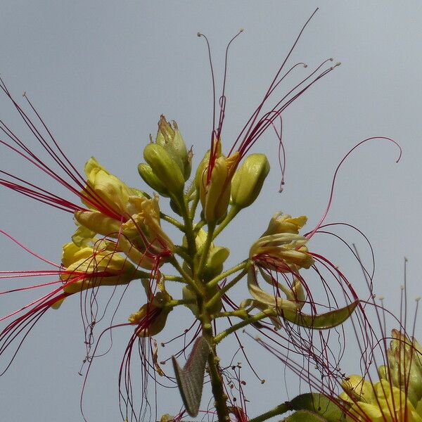 Erythrostemon gilliesii Kwiat