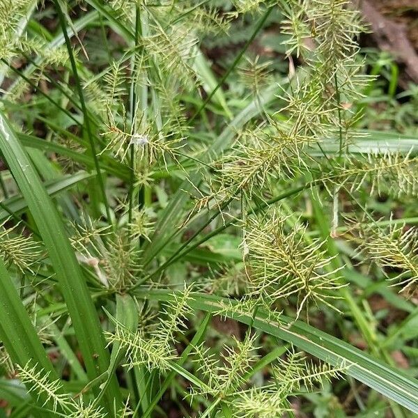 Cyperus odoratus Flower