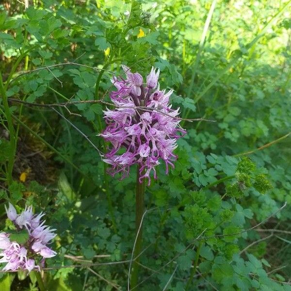 Orchis simia Blüte