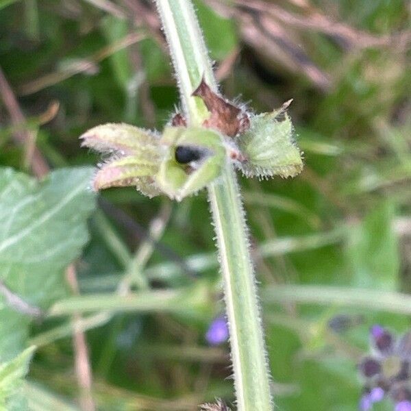 Salvia × sylvestris Fruit