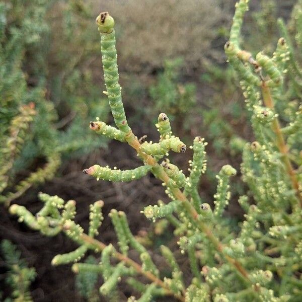 Sarcocornia fruticosa Leaf