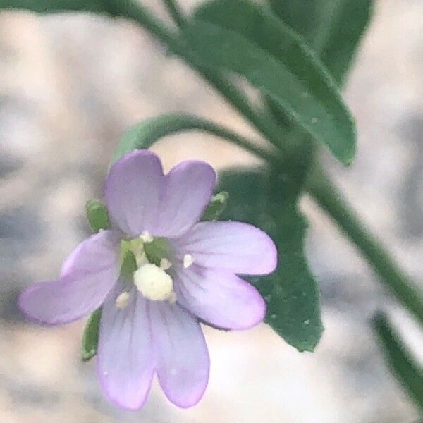 Epilobium palustre Blüte