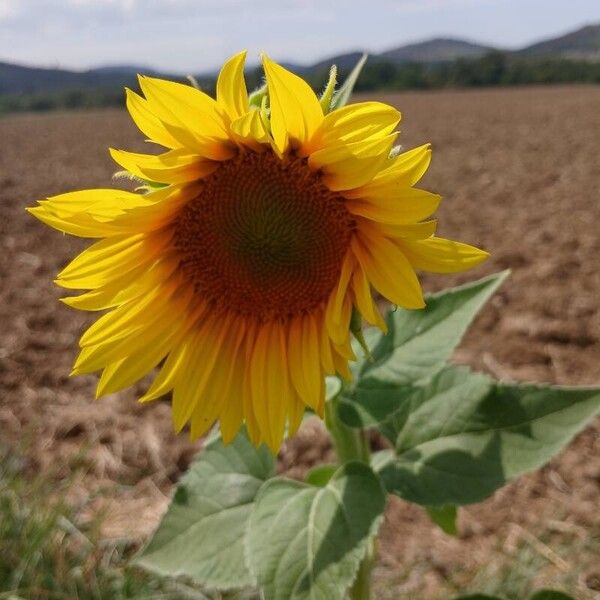 Helianthus annuus फूल