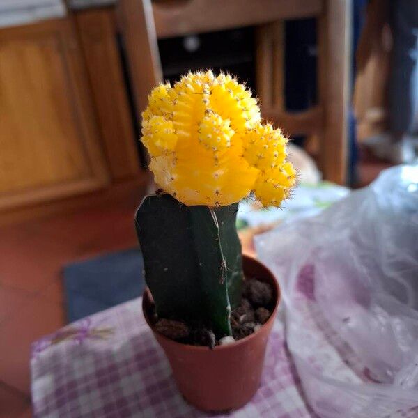 Gymnocalycium mihanovichii Fulla