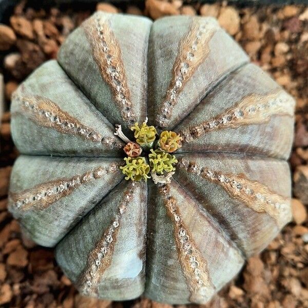 Euphorbia obesa 叶