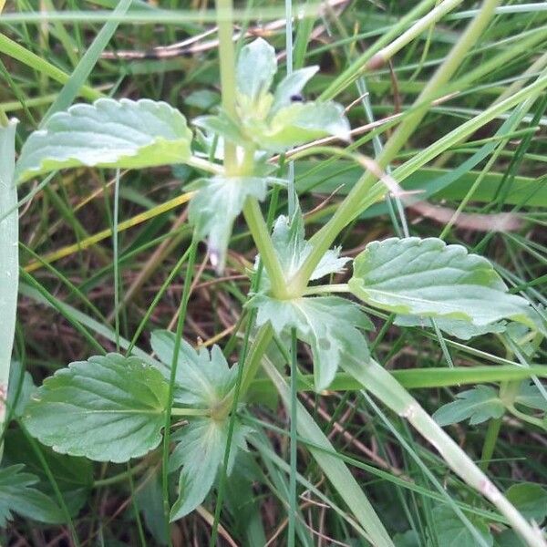 Viola cornuta Hoja