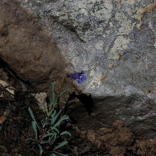 Penstemon leiophyllus Характер