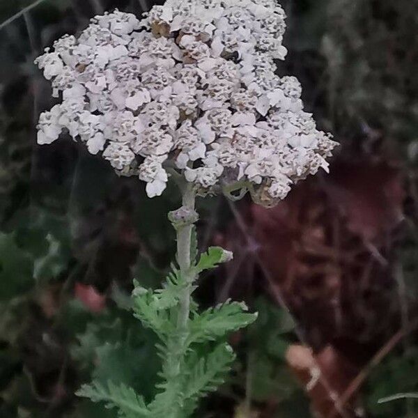 Achillea odorata Flower